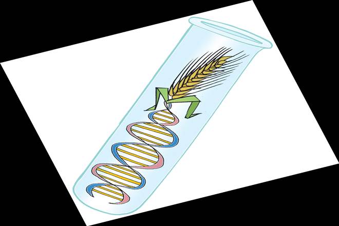 Digitising plant breeding management in India (Illustration: Rohnit phore)