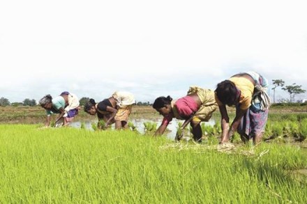 pm kisan samman nidhi yojna, pm kisan samman nidhi official website, pm kisan yojana, pm kisan nidhi yojna pm kisan samman nidhi yojna, pm kisan samman nidhi official website, pm kisan yojana, pm kisan nidhi yojna