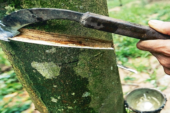 Currently, Tripura accounts for only 9.4% rubber production, but it is India’s second largest rubber producing state. In the north-east region, it accounts for 58% of the rubber production.