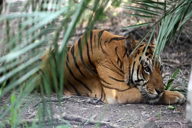 Climate change, bengal tigers to extinct, Sundarbans, biggest mangrove forest on earth, Bengal tigers , india, bangladesh Climate change, bengal tigers to extinct, Sundarbans, biggest mangrove forest on earth, Bengal tigers , india, bangladesh