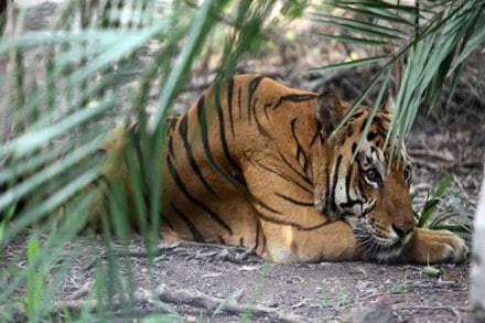 Climate change, bengal tigers to extinct, Sundarbans, biggest mangrove forest on earth, Bengal tigers , india, bangladesh