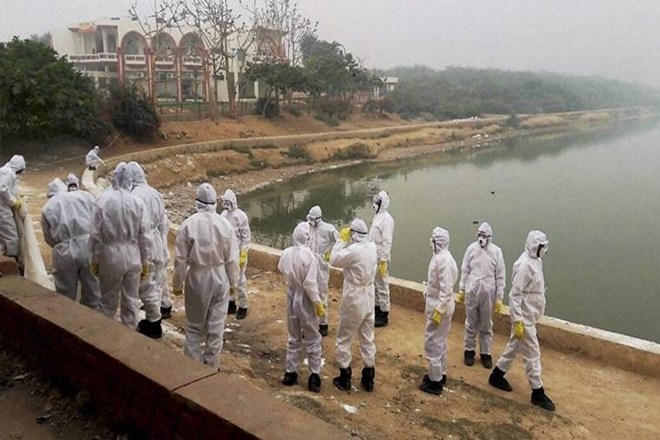 Bird flu confirmed in Jehanabad, says Official - India News | The ...