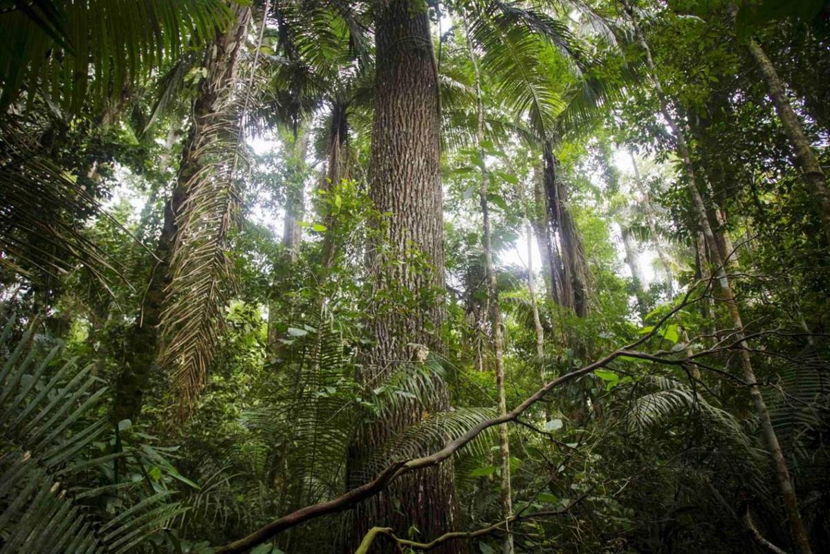 forest cover, india, china, nasa, climate change, climate forest cover, india, china, nasa, climate change, climate