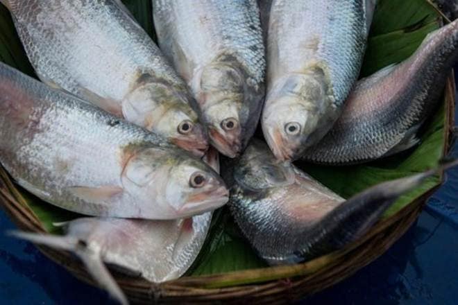 hilsa hilsa