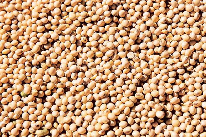 As more farmers opt for Soybean, SOPA pegs output at 114.83 lakh tonne