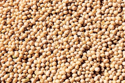 As more farmers opt for Soybean, SOPA pegs output at 114.83 lakh tonne