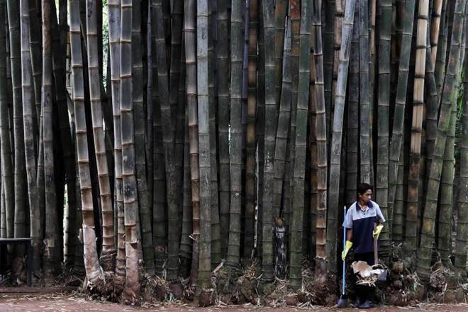 timber, real estate sector