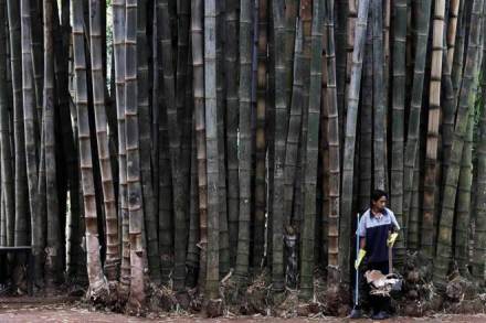 timber, real estate sector