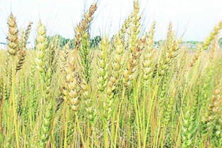 eheat, agriculture sector, agriculture industry