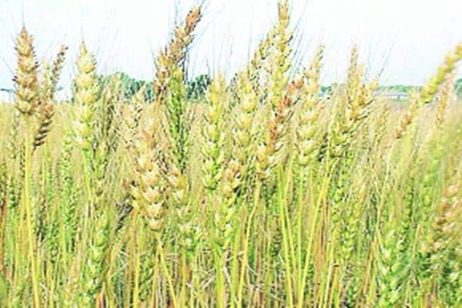 The arrival of new wheat crop will start in a few days from now, while the marketing season will begin from April 1.