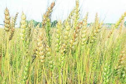 The arrival of new wheat crop will start in a few days from now, while the marketing season will begin from April 1.
