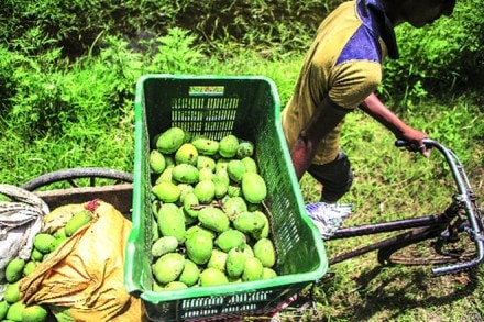 These clusters, to come up in six zones, will mainly export bananas, oranges, onions, pomegranates, grapes, mangoes.
