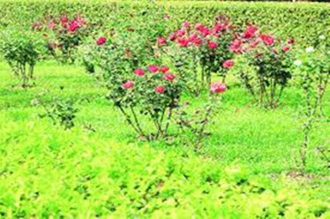 Policy hurdles hold back growth in flower exports Policy hurdles hold back growth in flower exports