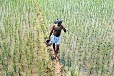 Farming output makes up just less than 14 percent of India's economy but the sector employs more than half of the country's 1.3 billion population. Farming output makes up just less than 14 percent of India's economy but the sector employs more than half of the country's 1.3 billion population.