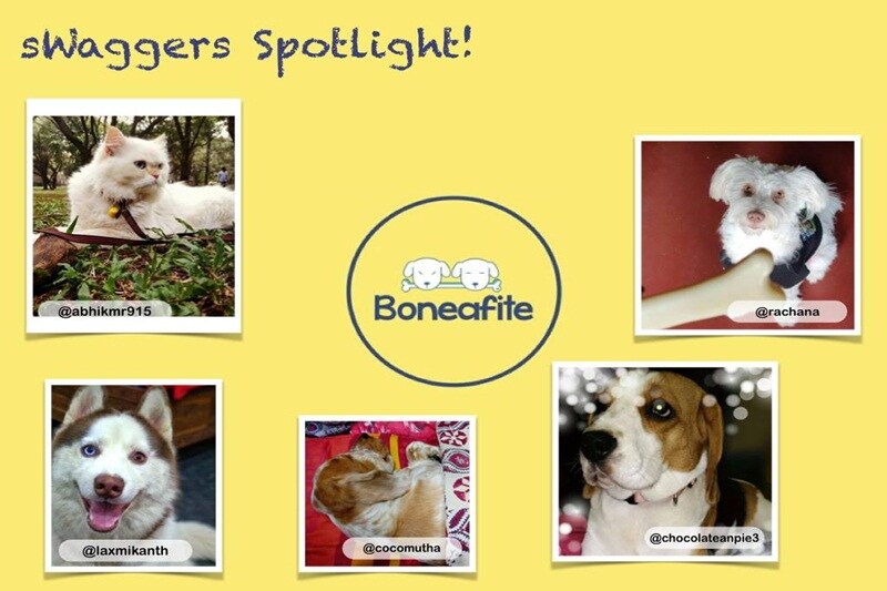 Bow wow! Now a Facebook for your best friends: Dogs, our four-legged furry friends, are as integral members of our families as our parents or siblings. So integral that our love for them is visible even on our own social networks. But now they have a social network of their own - Boneafite. Users can do pretty much everything on Boneafite they do on Facebook, for instance, creating their pet’s profile, uploading pictures, liking them, connecting with pet parents, community events for their pets etc. It also runs several contests where winners get ‘bone’ (not points) to redeem offers listed online, for instance, discount on dog food. (Image credit: Company Facebook page)