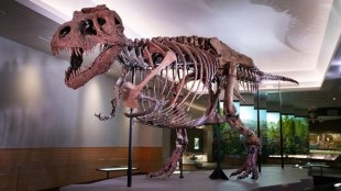 Tyrannosaurus rex, Tyrannosaurus rex in canada, carnivorous dinosaurs, world biggest Tyrannosaurus rex