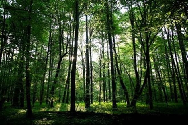 forest, forest act
