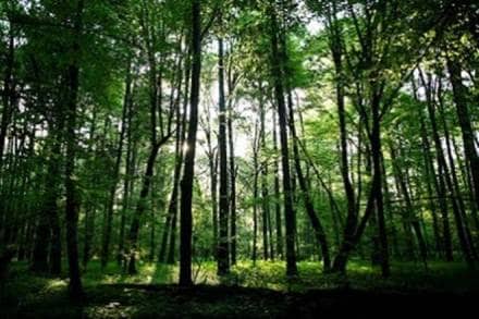 forest, forest act