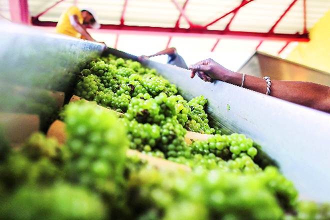 grapes, grapes prices, maharashtra grapes, grapes prices, maharashtra