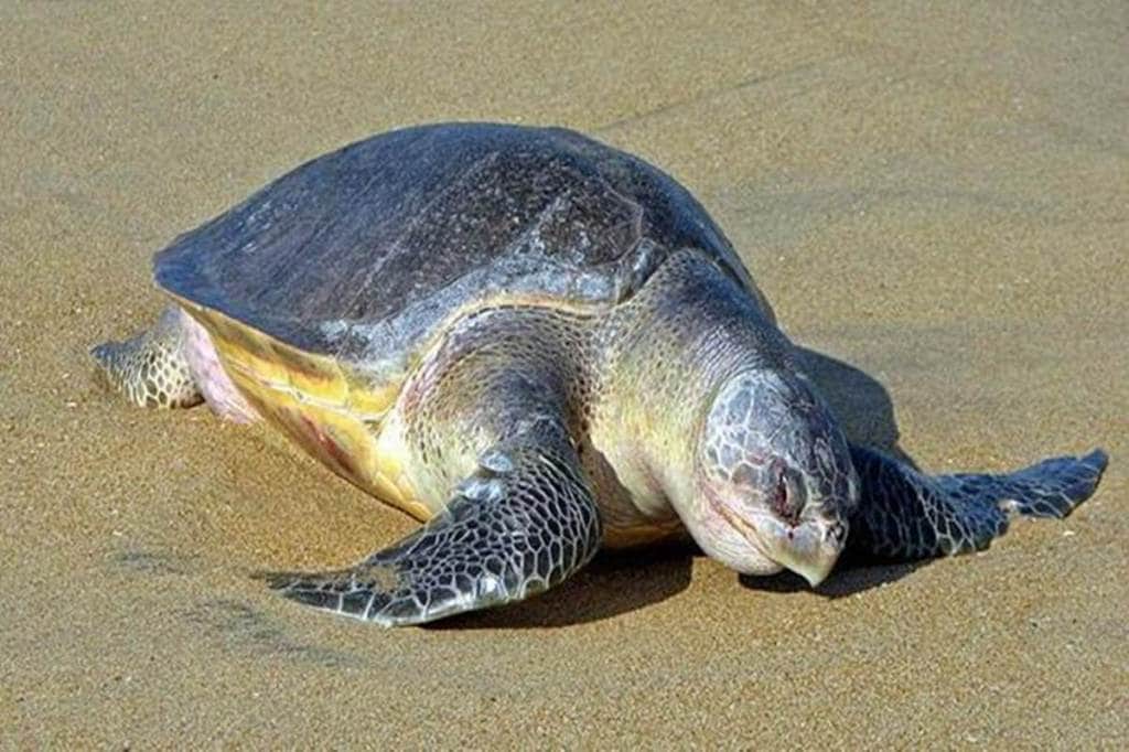 Good news for biodiversity enthusiasts: Olive Ridley turtles arrive at Odisha’s Gahirmatha beach