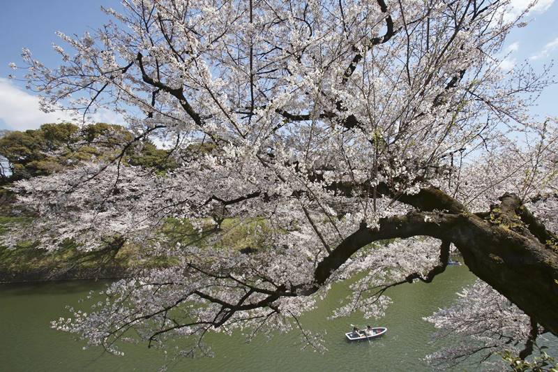 cherry blossom, cherry blossom in japan, cherry blossom in washington, cherry blossom season, cherry blossom in switzerland, cherry blossom pictures, cherry blossom images, cherry blossom photos