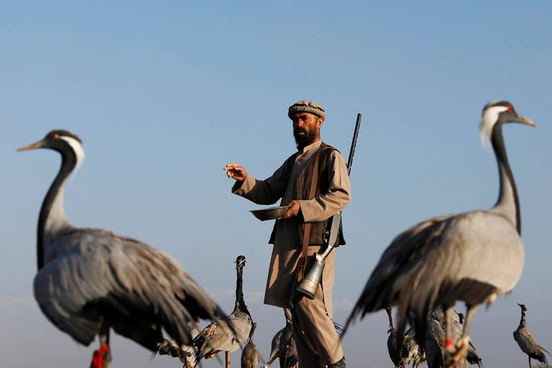 Afghanistan, bird hunting, hunters, spring, Snaring birds, crane, ancient sport, Afghanistan news, Afghanistan photos