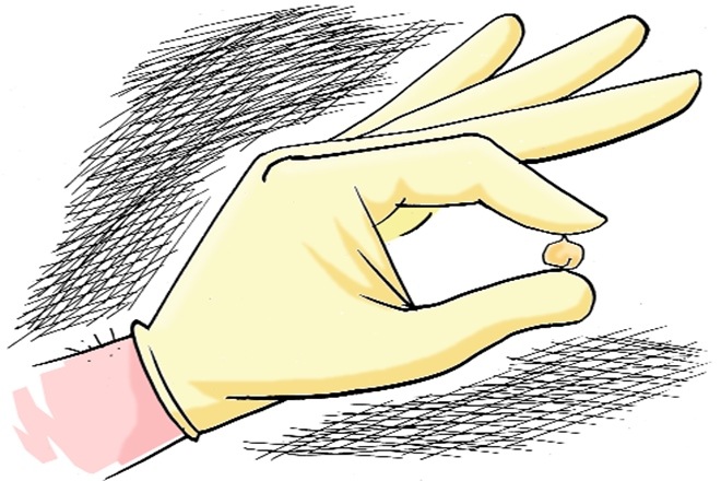 The chickpea varieties cultivated in northern India thrived in cold winters and matured in about 150 days. (Illustration: rohnit phore) The chickpea varieties cultivated in northern India thrived in cold winters and matured in about 150 days. (Illustration: rohnit phore)