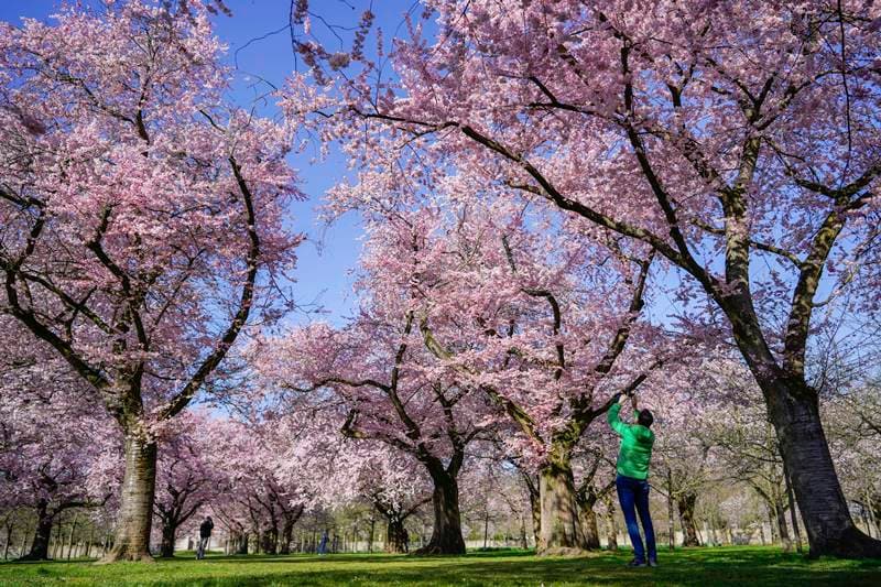 cherry blossom, cherry blossom in japan, cherry blossom in washington, cherry blossom season, cherry blossom in switzerland, cherry blossom pictures, cherry blossom images, cherry blossom photos