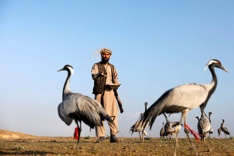 Afghanistan, bird hunting, hunters, spring, Snaring birds, crane, ancient sport, Afghanistan news, Afghanistan photos