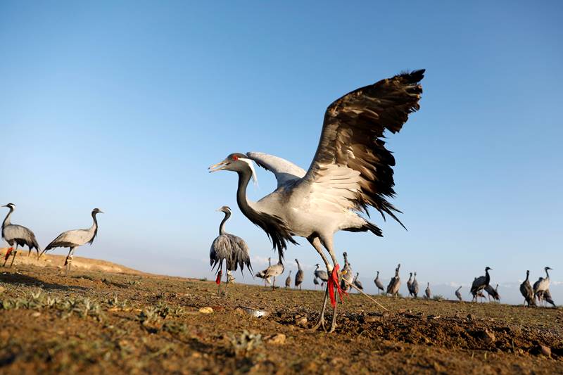 Afghanistan, bird hunting, hunters, spring, Snaring birds, crane, ancient sport, Afghanistan news, Afghanistan photos