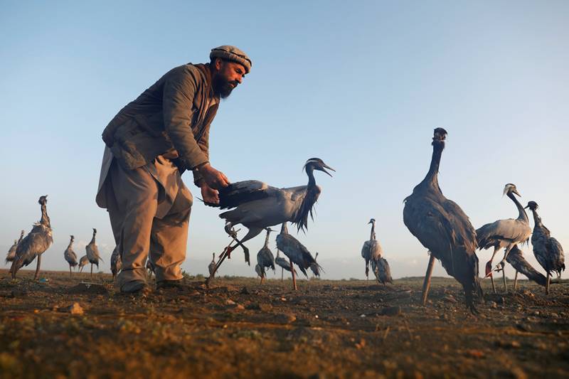 Afghanistan, bird hunting, hunters, spring, Snaring birds, crane, ancient sport, Afghanistan news, Afghanistan photos