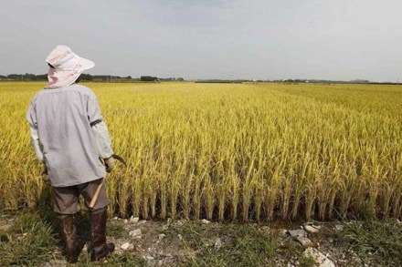 Surjewala alleged the NDA government deceived farmers by reducing import duty on agricultural produce to zero just before the arrival of crops in the market. (Representative image)