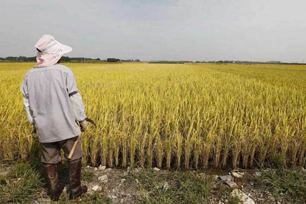 Surjewala alleged the NDA government deceived farmers by reducing import duty on agricultural produce to zero just before the arrival of crops in the market. (Representative image)