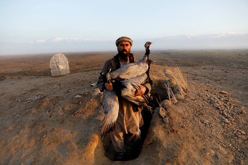 Afghanistan, bird hunting, hunters, spring, Snaring birds, crane, ancient sport, Afghanistan news, Afghanistan photos