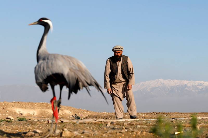 Afghanistan, bird hunting, hunters, spring, Snaring birds, crane, ancient sport, Afghanistan news, Afghanistan photos
