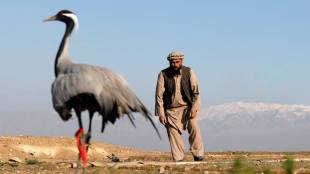 Afghanistan, bird hunting, hunters, spring, Snaring birds, crane, ancient sport, Afghanistan news, Afghanistan photos