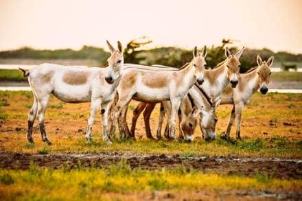 Little Rann of Kutch, Rann of Kutch, White Sand Desert, Greater Rann of Kutch, Wild Ass Sanctuary, Tarnetar no Melo, Modhera Sun Temple, Rann of Kutch tour package, Rann of Kutch tour, Rann of Kutch white sand, Wild Ass Sanctuary tour