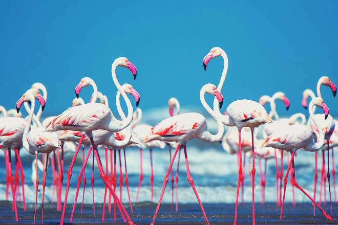 Gujarat travel, Gujarat tourism, Gujarat bird watching, bird watching in Gujarat, Little Rann of Kutch, Wild Ass Sanctuary, Rann of Kutch, Flamingos, Pelicans, Nalsarovar Bird Sanctuary, Bhal grassland, Vadhwana Bird Sanctuary, Velavadar National Park, Gulf of Khambhat, Bhal