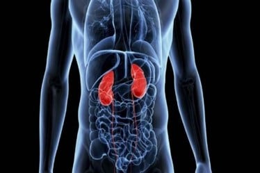kidney, kidney news, kidney survey, kidney study, alpha-defensin genes, alpha-defensin genes study