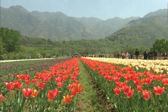 Asia's largest Tulip garden Srinagar, Asia's largest tulip garden is located in which state, Tulip Garden in Srinagar 2019, Tulip Garden in Srinagar in Kashmir, Tulip Garden in Srinagar is open throughout the year, tulip garden in Srinagar timings, tulip garden in Srinagar images