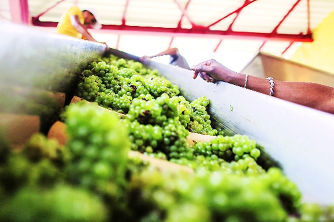 Bhosale said that the issues had been sorted out, because of which Russia has turned out to be a major market for India this season. Russia is among the largest importers of grapes. Bhosale said that the issues had been sorted out, because of which Russia has turned out to be a major market for India this season. Russia is among the largest importers of grapes.