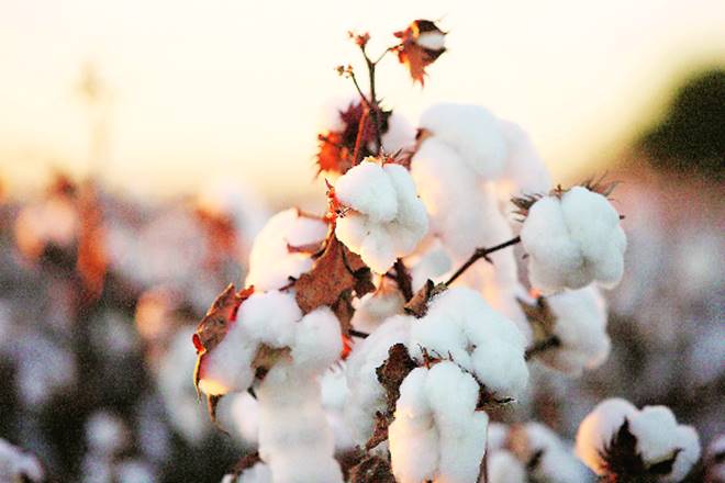 Pradeep Jain, president, Khandesh Cotton Gin/Press Owners Association, said there was very little cotton left in the market and what was left is of poor quality with reduction in weight. Arrivals were meagre and barely 15% stock might be left with farmers in Khandesh region, he said. 

