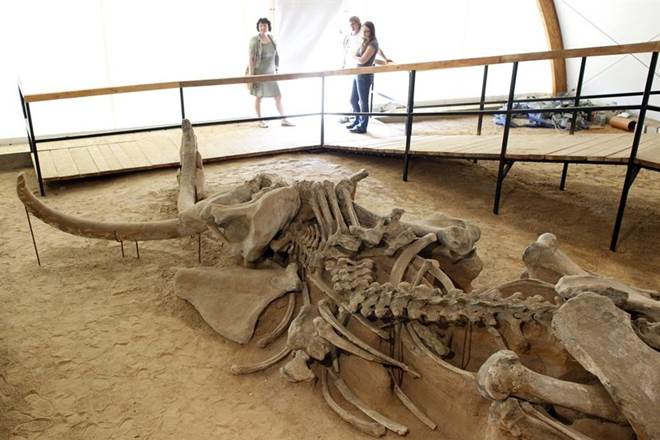 dinosaur fossils, 220 million old dinosaur fossils, argentina, Ricardo Martinez, latest news on dinosaur fossils dinosaur fossils, 220 million old dinosaur fossils, argentina, Ricardo Martinez, latest news on dinosaur fossils