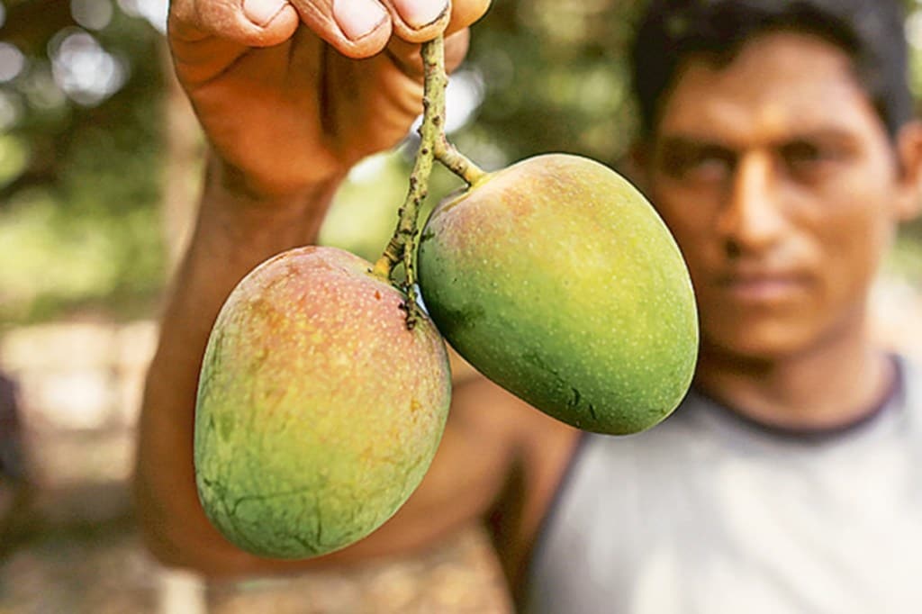 Maharashtra targets to export 2,500 tonnes of Alphonso, Kesar mangoes