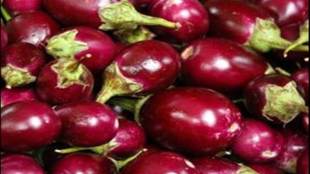 In the Bt brinjal case, paranoia trumped scientific rationale, and it was the farmer that suffered. (Representational photo: IE)