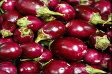 In the Bt brinjal case, paranoia trumped scientific rationale, and it was the farmer that suffered. (Representational photo: IE) In the Bt brinjal case, paranoia trumped scientific rationale, and it was the farmer that suffered. (Representational photo: IE)