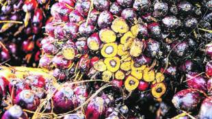 During April 2019, import of palm oil fell to 7,07,450 tonne from 8,02,443 tonne in March 2019, down by 12%.