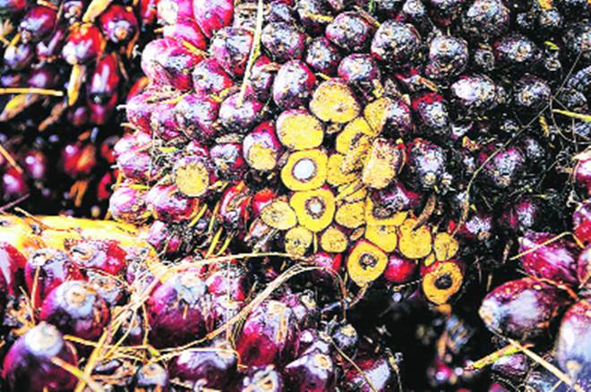 During April 2019, import of palm oil fell to 7,07,450 tonne from 8,02,443 tonne in March 2019, down by 12%.