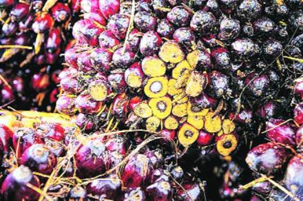 During April 2019, import of palm oil fell to 7,07,450 tonne from 8,02,443 tonne in March 2019, down by 12%. During April 2019, import of palm oil fell to 7,07,450 tonne from 8,02,443 tonne in March 2019, down by 12%.