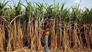 Maharashtra cane arrears decline to Rs 2,942 crore